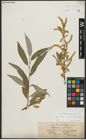 Foto von Salix alba subsp. vitellina (L.) Arcang.